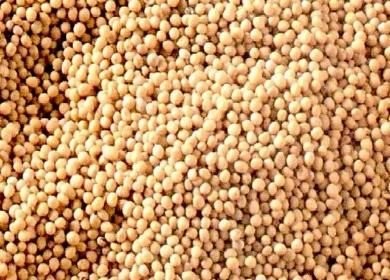 GORCZYCA biała, sprzedam gorczyce czystą - 2,90 zł/kg