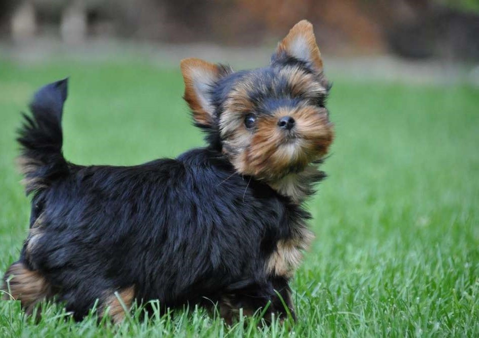 Yorkshire terrier York śliczna suczka ZKwP FCI — zdjęcie 2