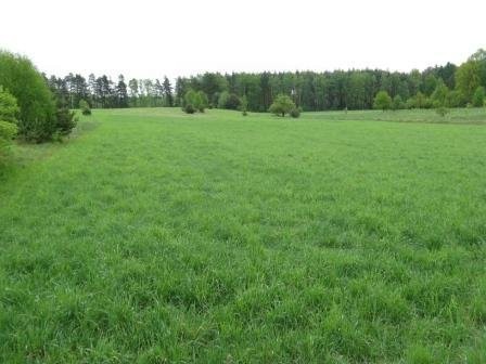 Działka 7,4ha okolice Zielonej Góry — zdjęcie 1