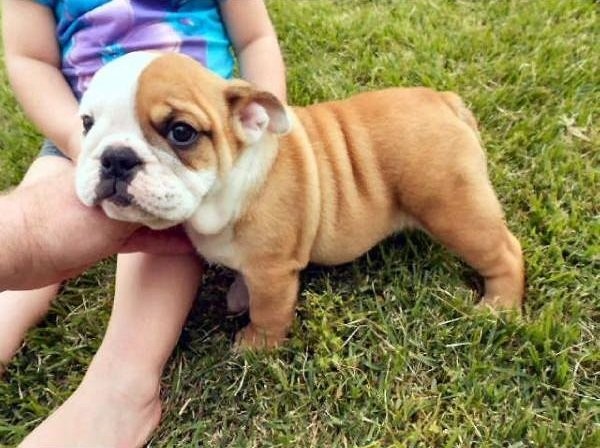 Buldog angielski szczenięta do przyjęcia