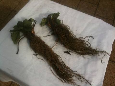 Large quantity strawberry plants Elsanta — zdjęcie 2