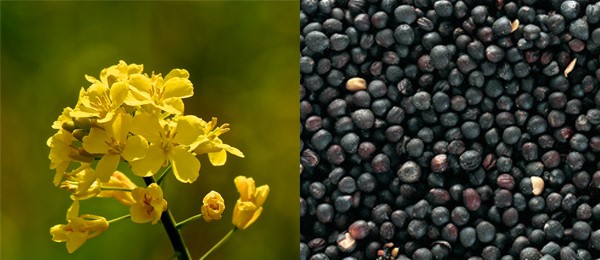  Ukraina. Ziarna rzepaku 1200 zl/tona, wysokobialkowa sruta, makuch