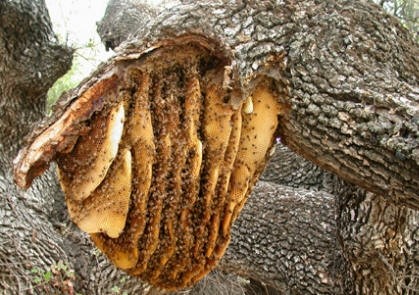 Ukraina. Miod 6 zl/kg. Pozyskujemy ziolomiody, propolis, wosk. Pasieki