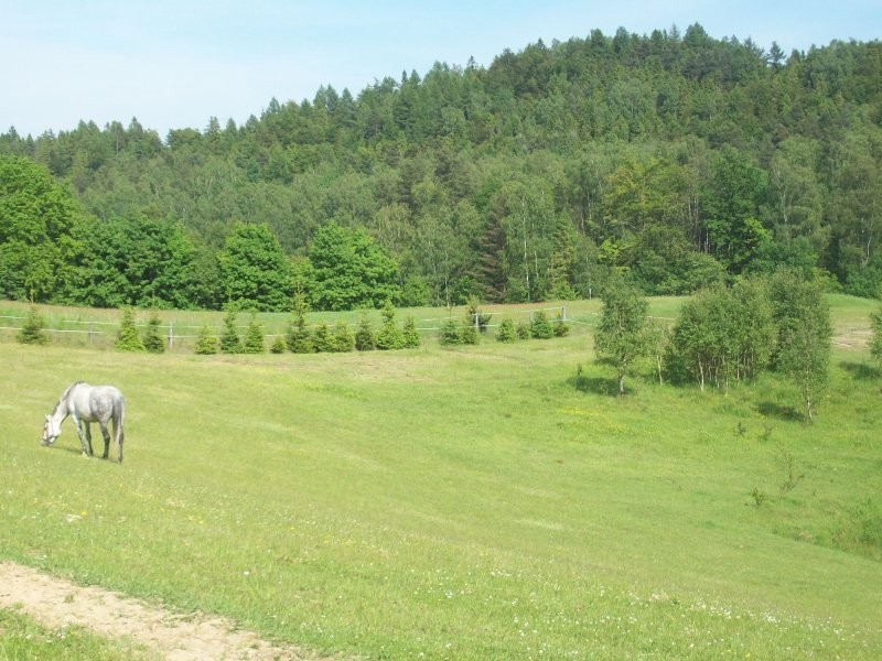 SIEDLISKO NA KASZUBACH,POMORSKIE — zdjęcie 5
