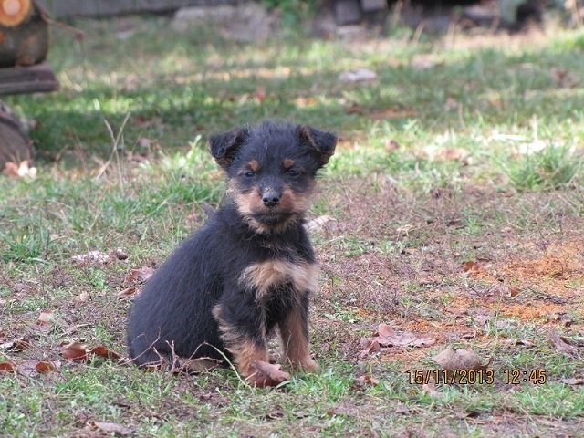 Jagdterrier,szczeniaki 10 tygodni — zdjęcie 1