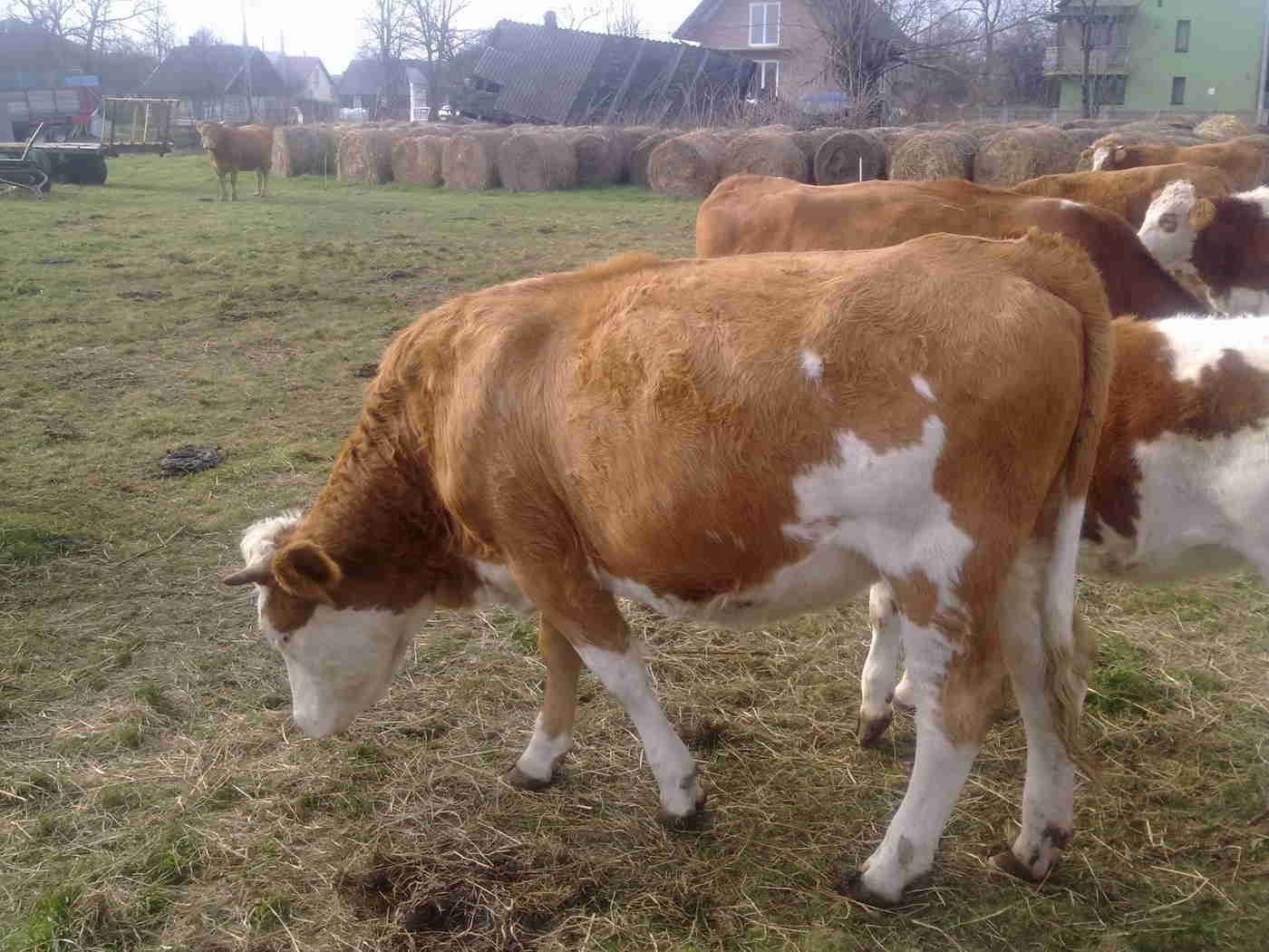 Jałowki simental — zdjęcie 3