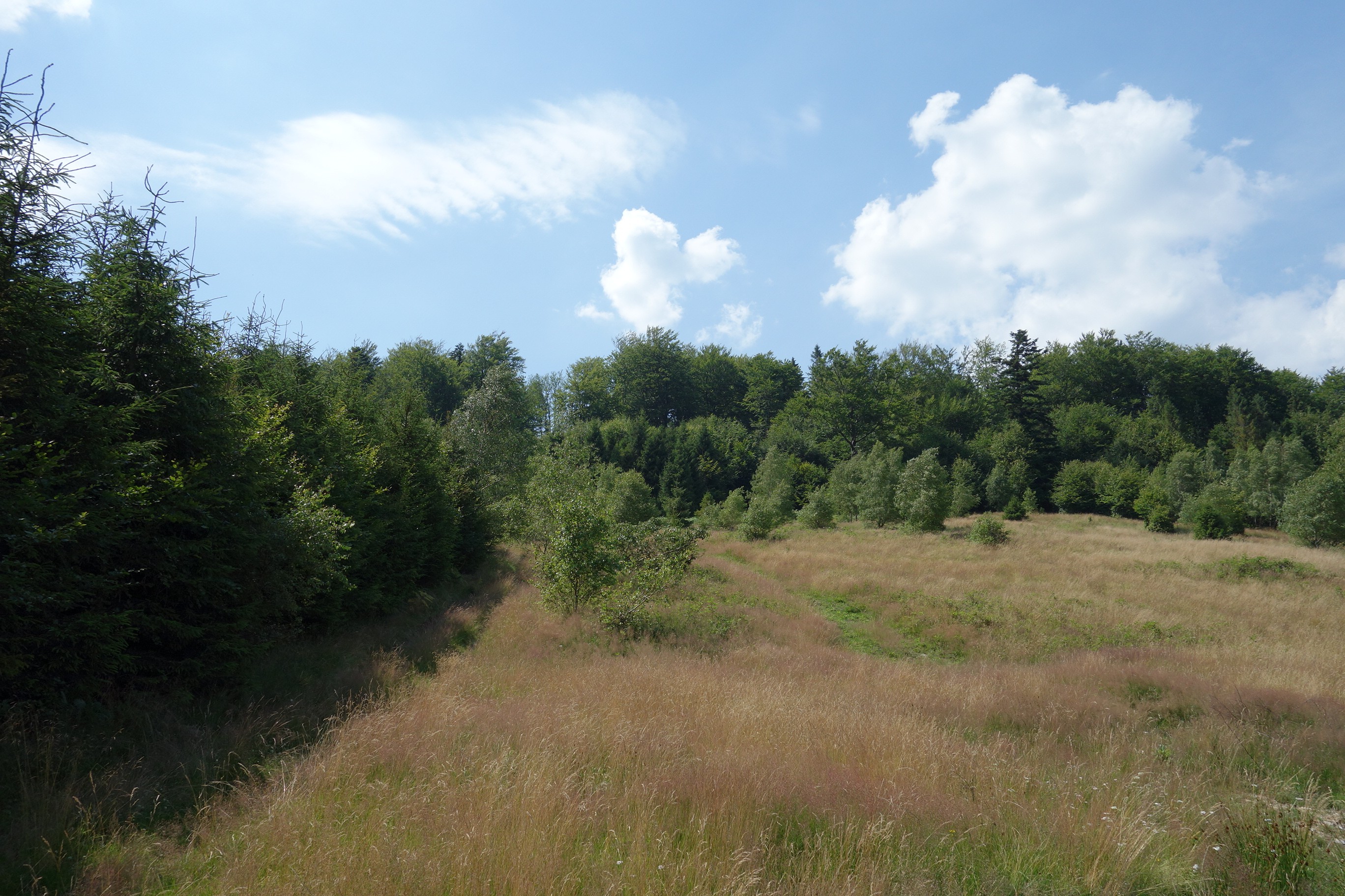 Beskidy Brenna 2,53 ha z prawem zabudowy blisko wyciągu orczykowego — zdjęcie 1