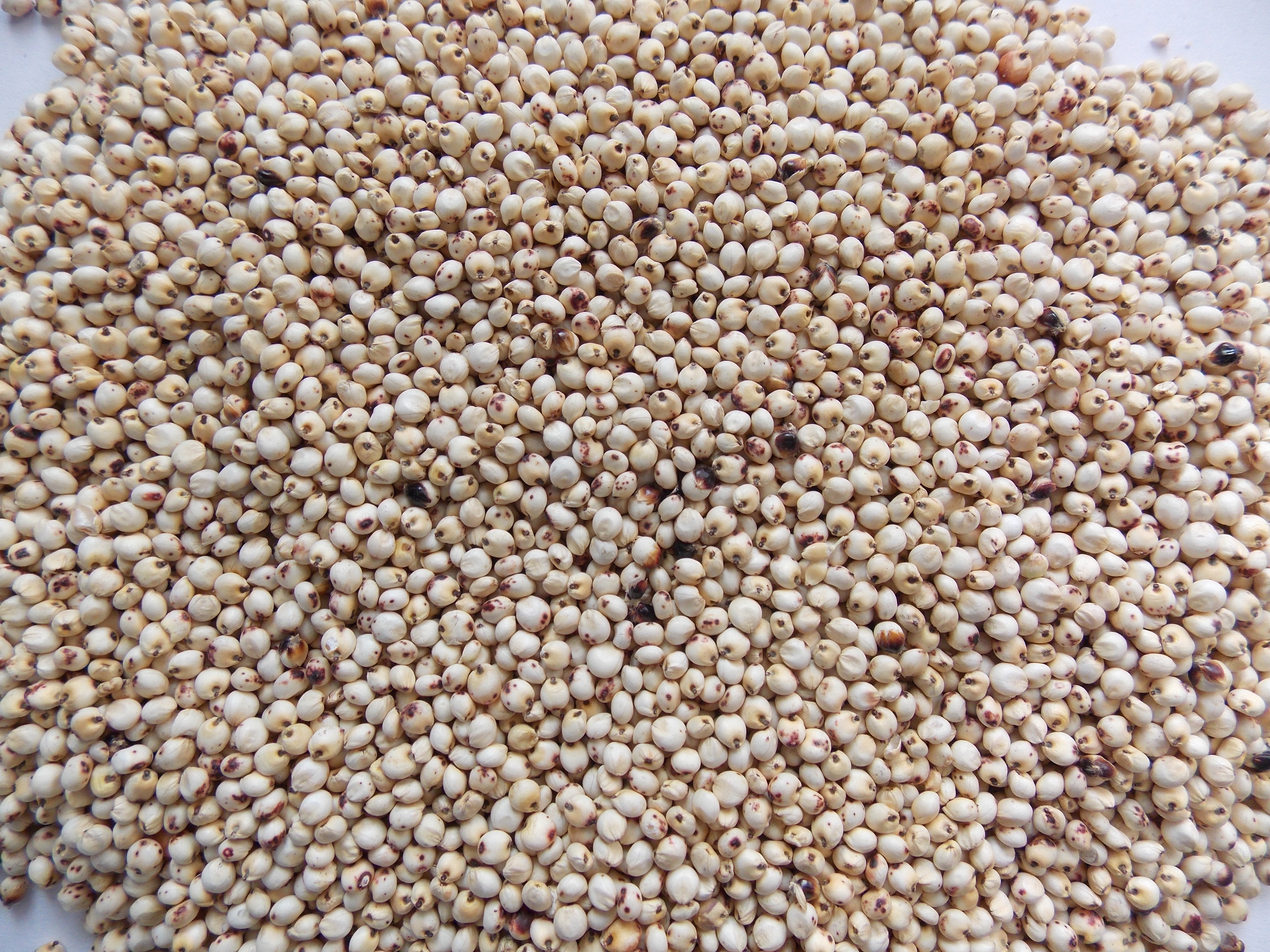 Sprzedam sorgo białe