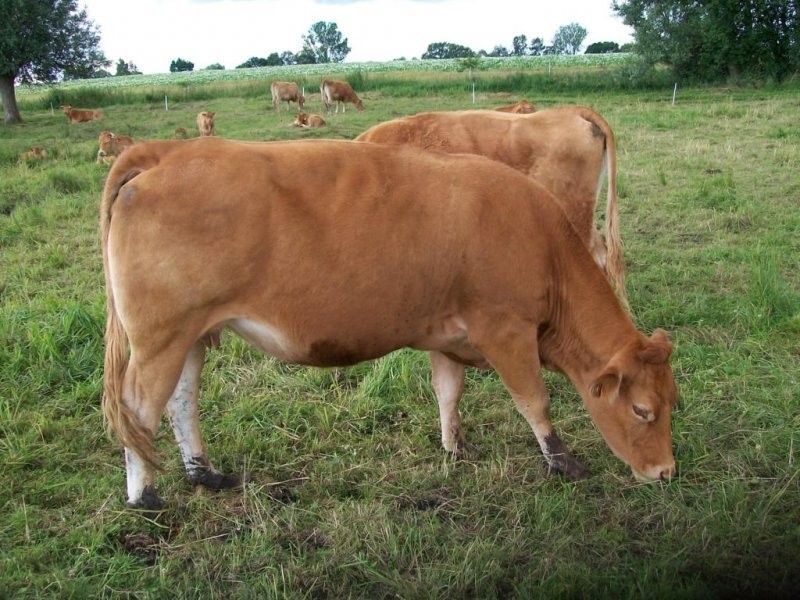 Sprzedam bydło rasy limousine 100% — zdjęcie 4