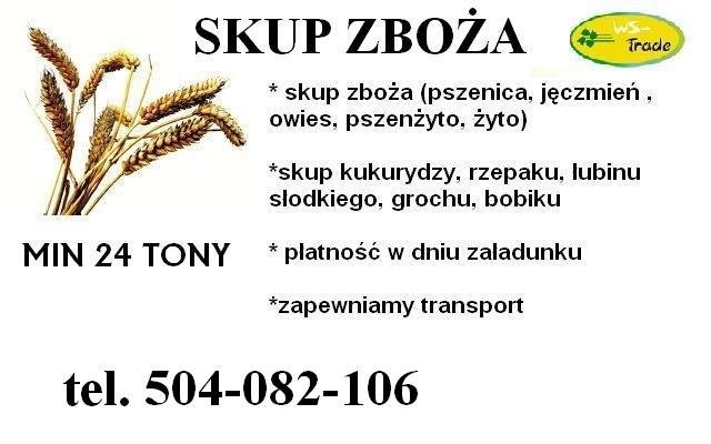 Kupię kukurydzę