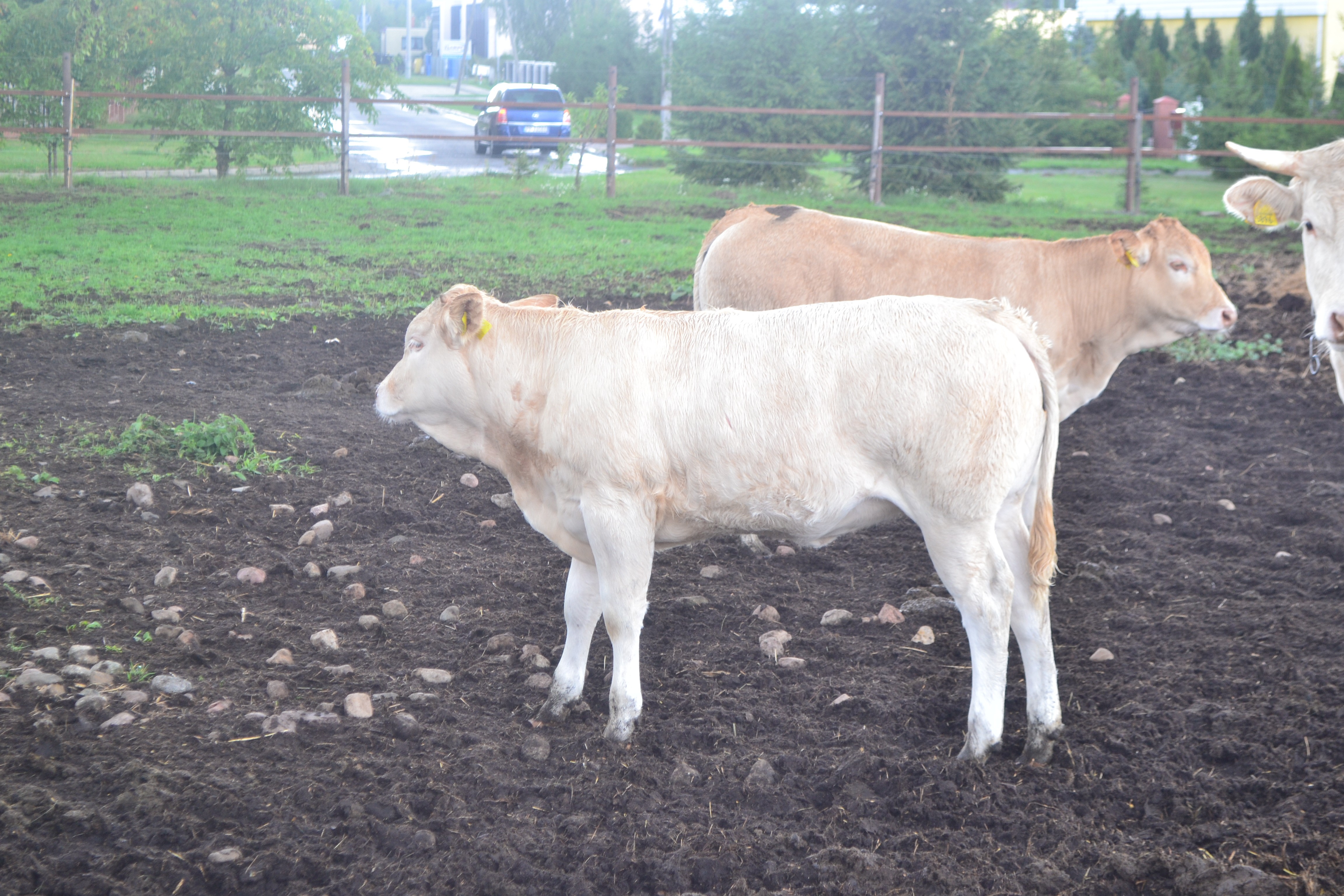 CIELĘTA MIĘSNE RASY BLONDE D'AQUITAINE — zdjęcie 4