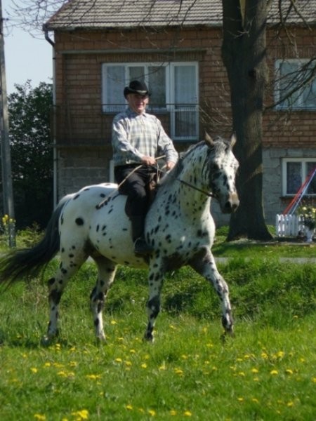 Ogier tarant rasa małopolska siwo-karo-tarantowaty — zdjęcie 3