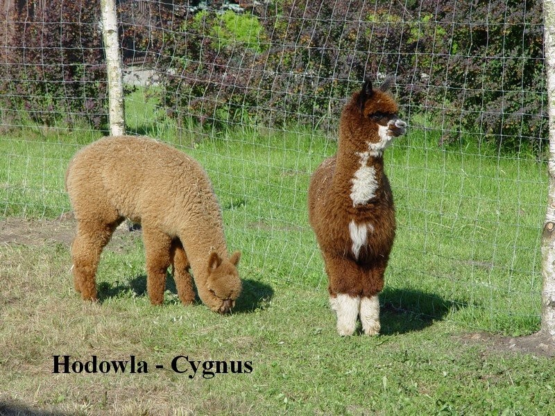 ALPAKI, ALPAKA - SAMICE HUACAYA - HODOWLA CYGNUS — zdjęcie 1