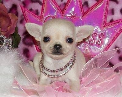 chihuahua szczenięta do przyjęcia