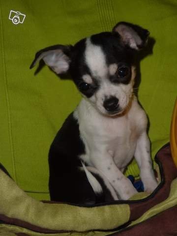 chihuahua — zdjęcie 1