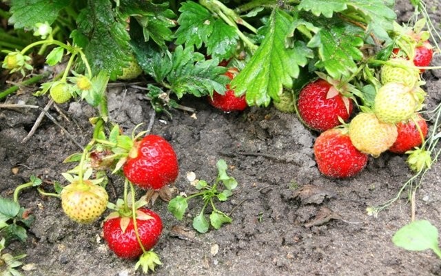 Sadzonki truskawek powtarzające Selva zielone — zdjęcie 2