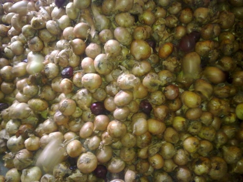 Cebula - odsort do obierania - 0,39 gr/kg