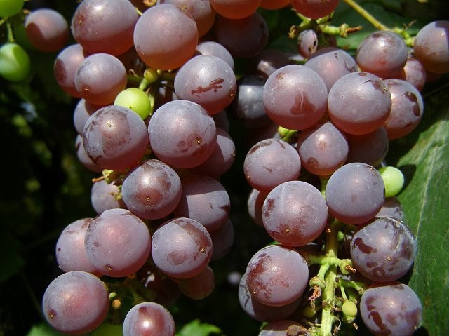 OBORNIK GRANULOWANY FERTIPLUS worki 25 kg — zdjęcie 4
