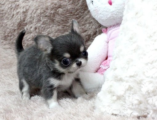 mikro szczeniaki chihuahua.