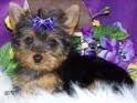 Yorkie szczenięta do adopcji.