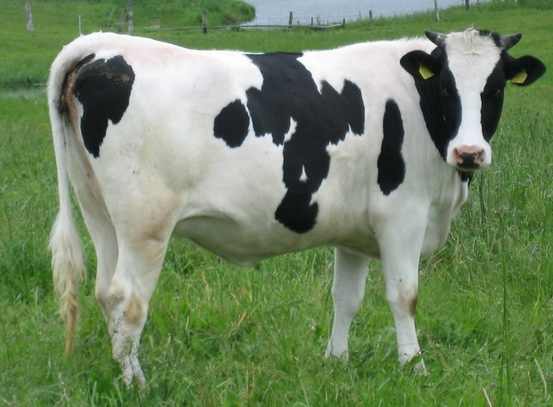 jałówki hodowlane HF
