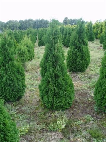 Thuja Holmstrup