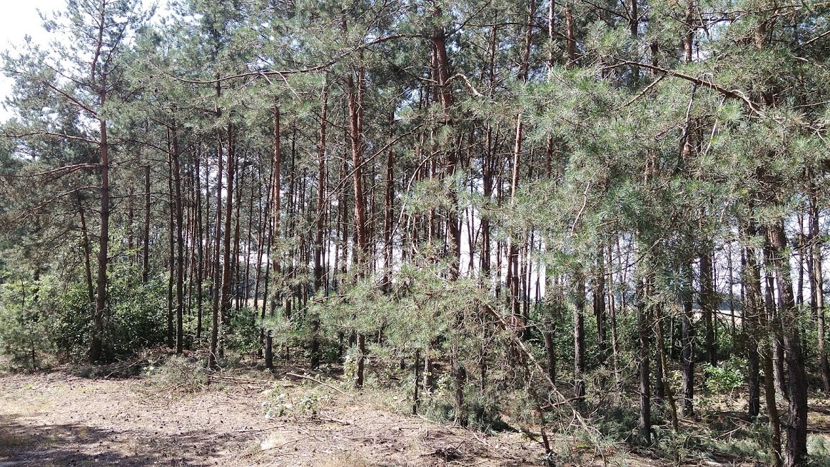 Sprzedam działki leśne 1,79ha, 1,72ha, 1,69ha — zdjęcie 2