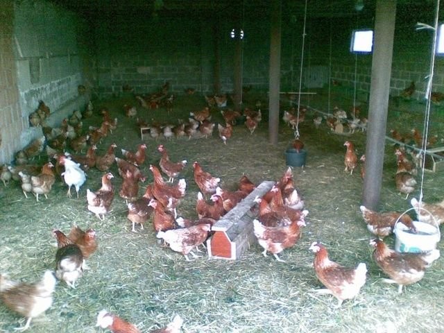 JAJA WIEJSKIE Z WYBIEGU OKOLICE KRAKOWA — zdjęcie 2