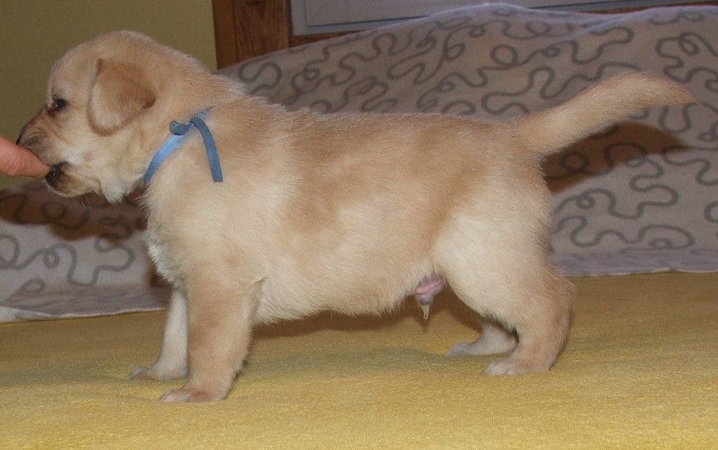 labrador biszkoptowe szczeniaki — zdjęcie 2