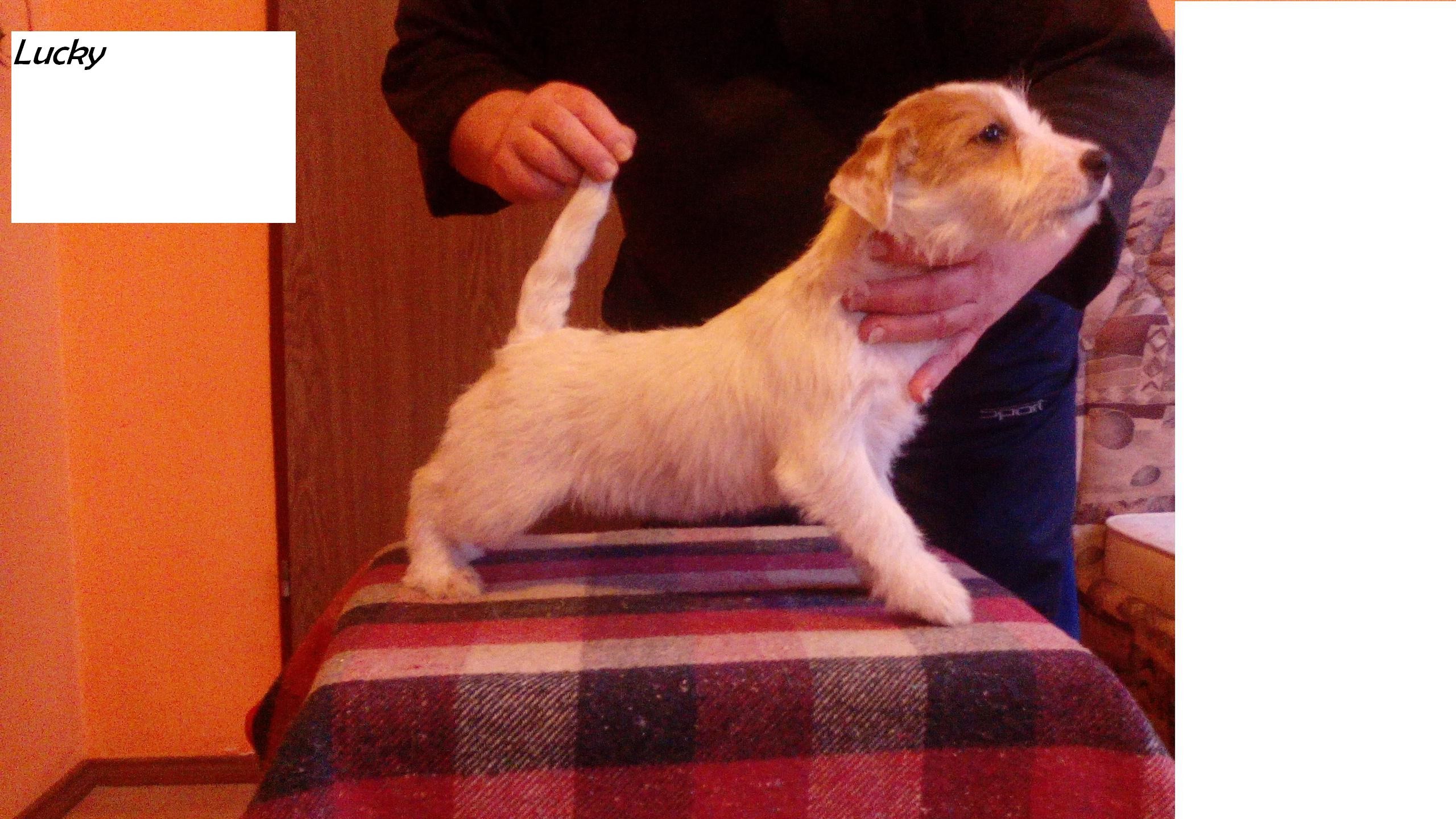 Jack Russell Terrier — zdjęcie 7