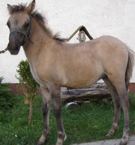 kucyki różne cena 950 zł — zdjęcie 3