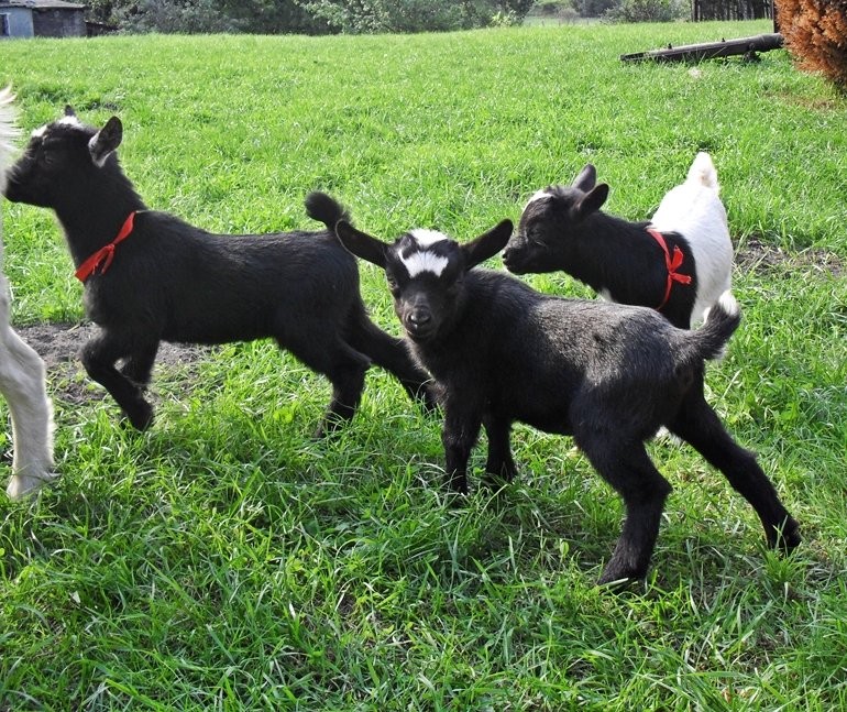 Kozy/kózka i koziołek miniaturowe. — zdjęcie 3