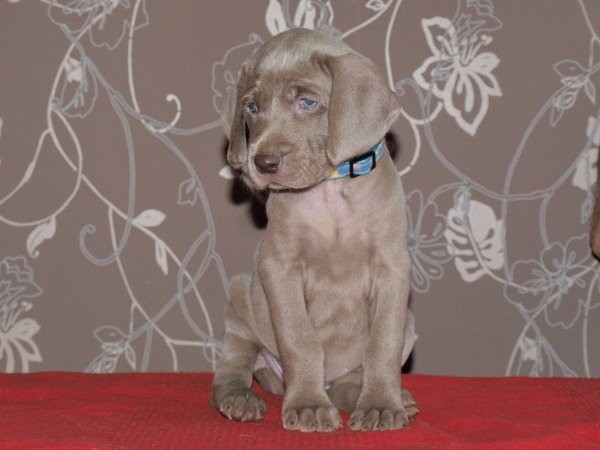 Wyżeł weimarski - weimaraner puppies — zdjęcie 2