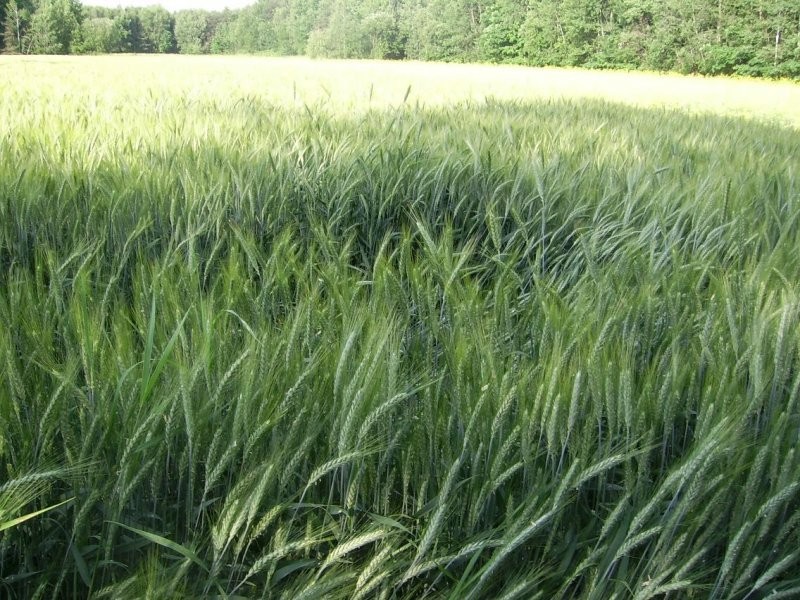 Grunty rolno-budowlane, zabudowania, 6,5 ha lubels