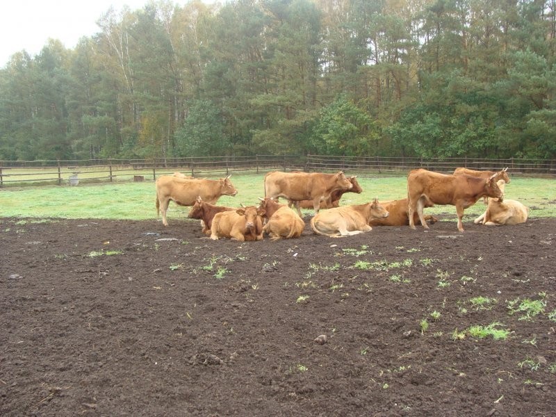 BYDŁO MIĘSNE sprzedam — zdjęcie 2
