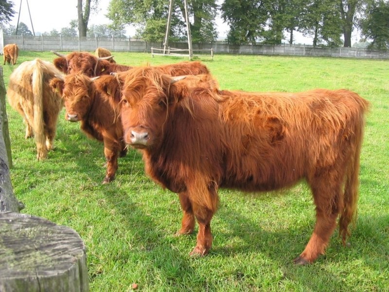 Bydło rasy Highland