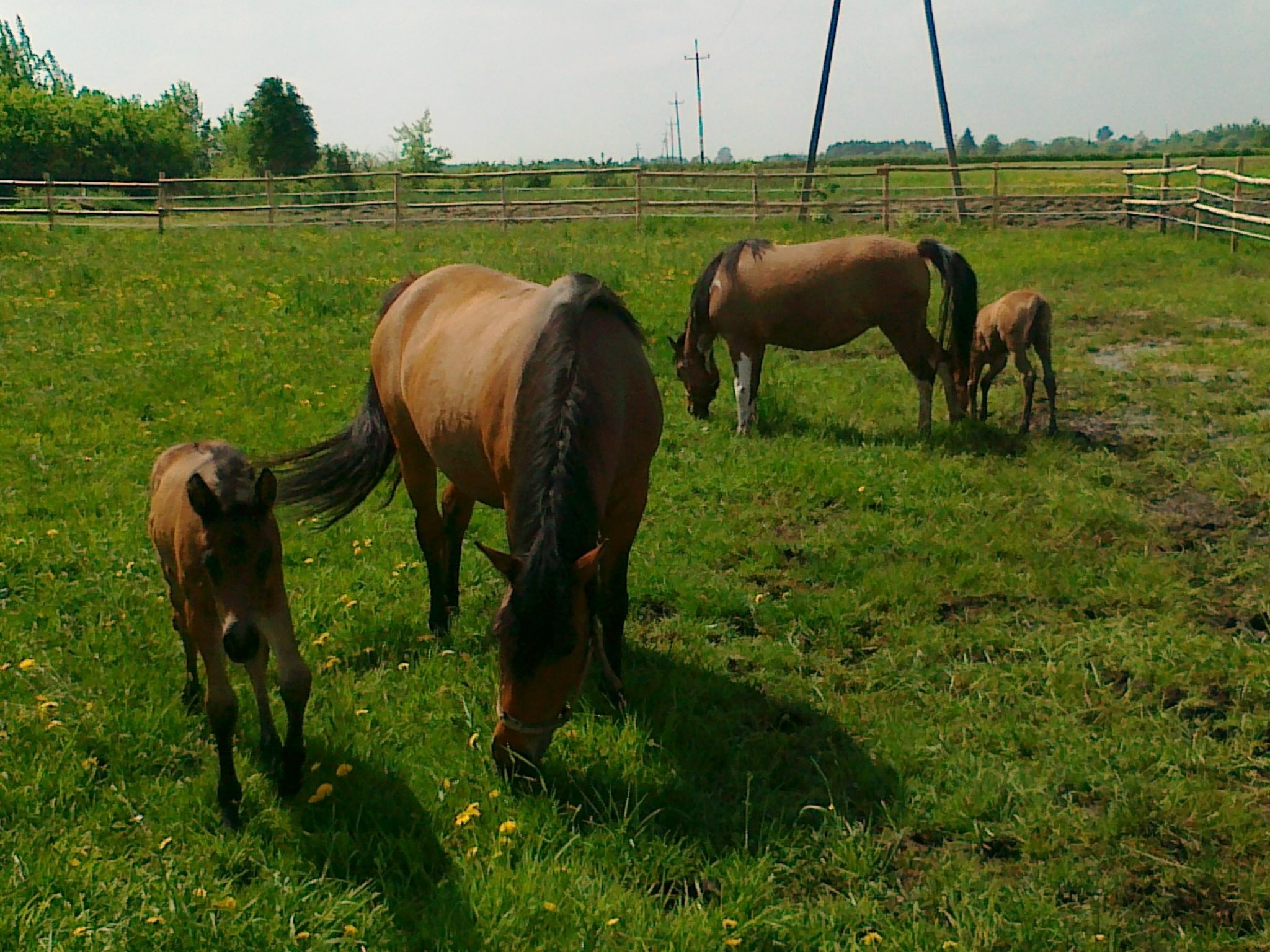 Piękne Hucuły