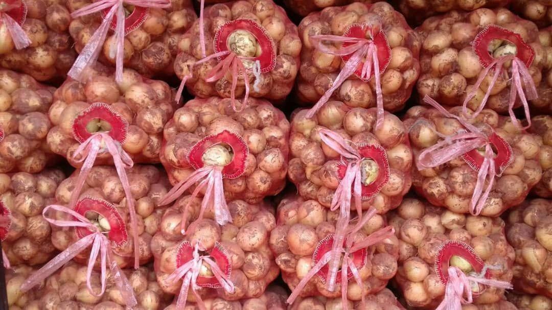 CEBULA sprzedaz od 20 ton.  z nowych zbiorów — zdjęcie 4