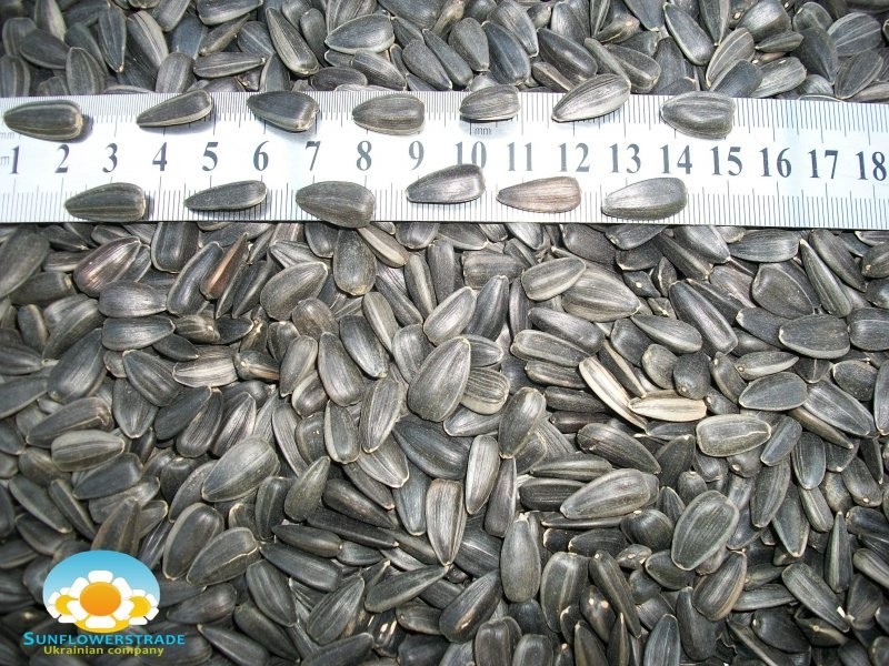 Sell Sunflower Seeds — zdjęcie 2