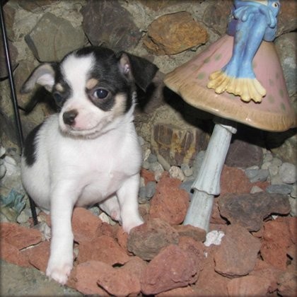 Figlarny Kobieta Chihuahua