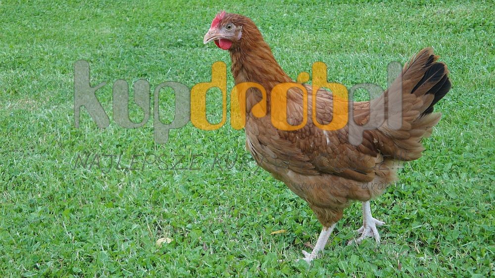 KURY Nioski ROSA 14 tyg. - Piękne! Uczciwy wiek !! JAKOŚĆ NAJWYŻSZA!! — zdjęcie 7