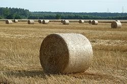 słoma