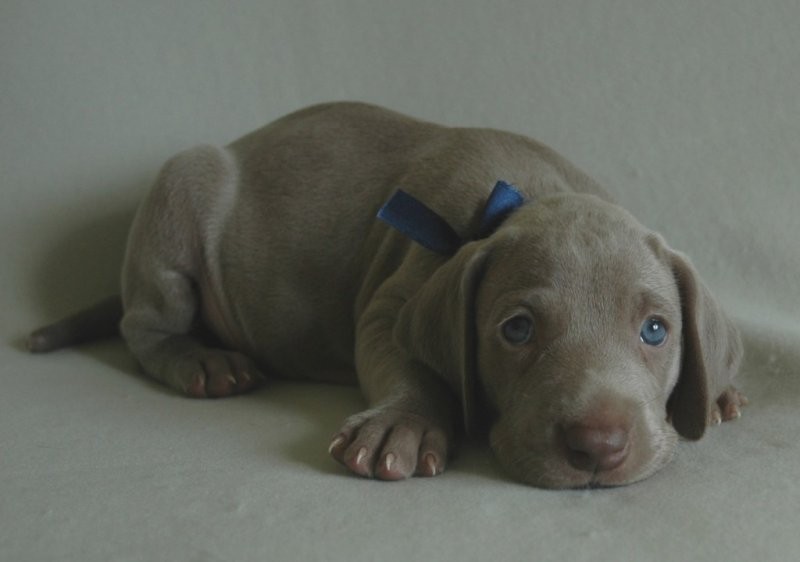 Weimaraner puppies - Wyżeł weimarski - szczenięta. — zdjęcie 2