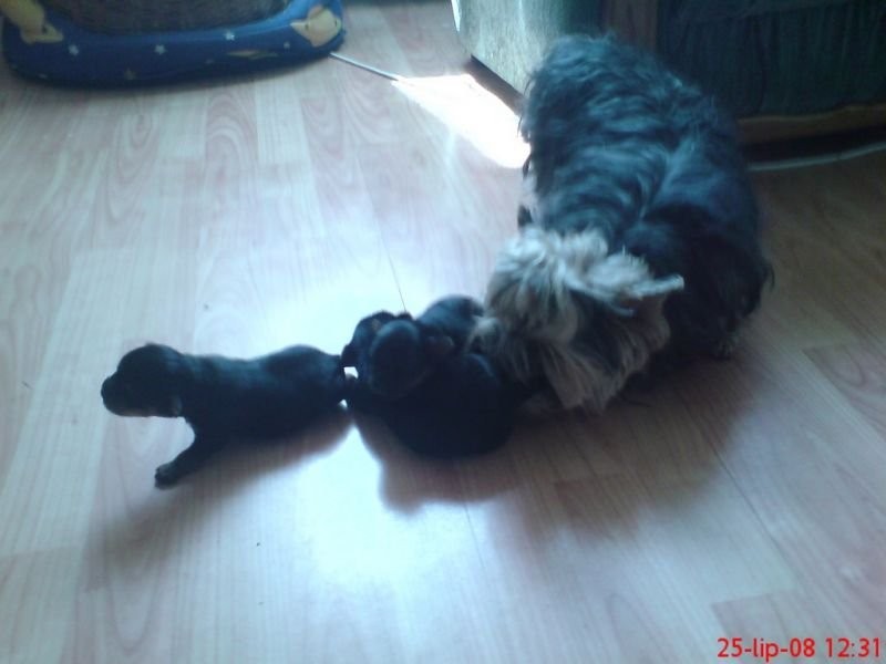 Yorki — zdjęcie 1