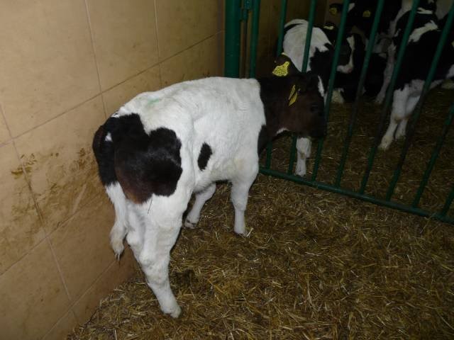 Byczki Byki Cielęta Cielaki HO 50-90 KG Okazja  — zdjęcie 2