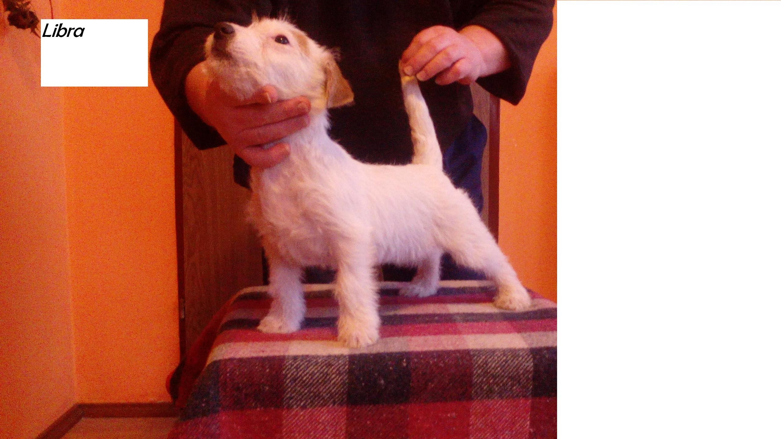 Jack Russell Terrier — zdjęcie 5