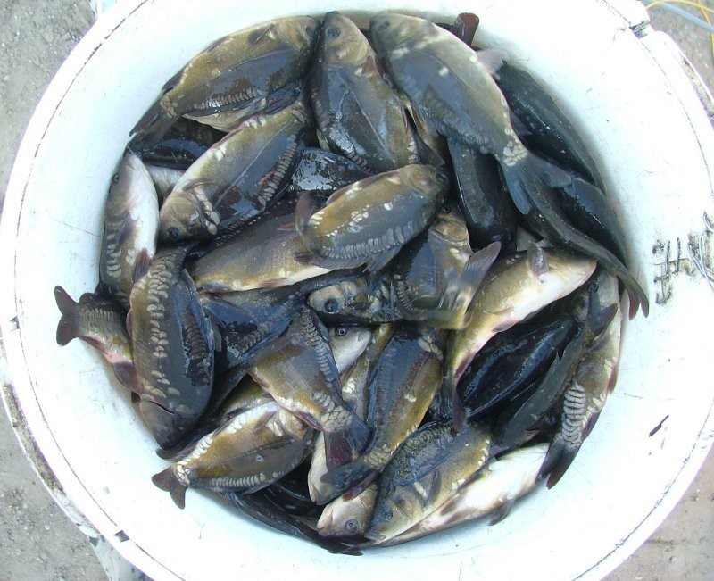 ZARYBIENIA WIOSENNE, KARP, AMUR, TOŁPYGA, KOI — zdjęcie 2