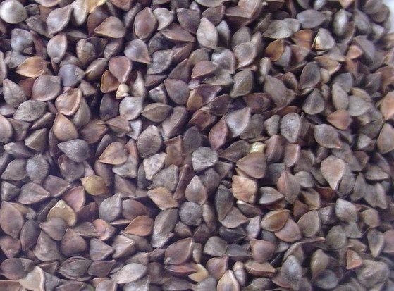 GRYKA