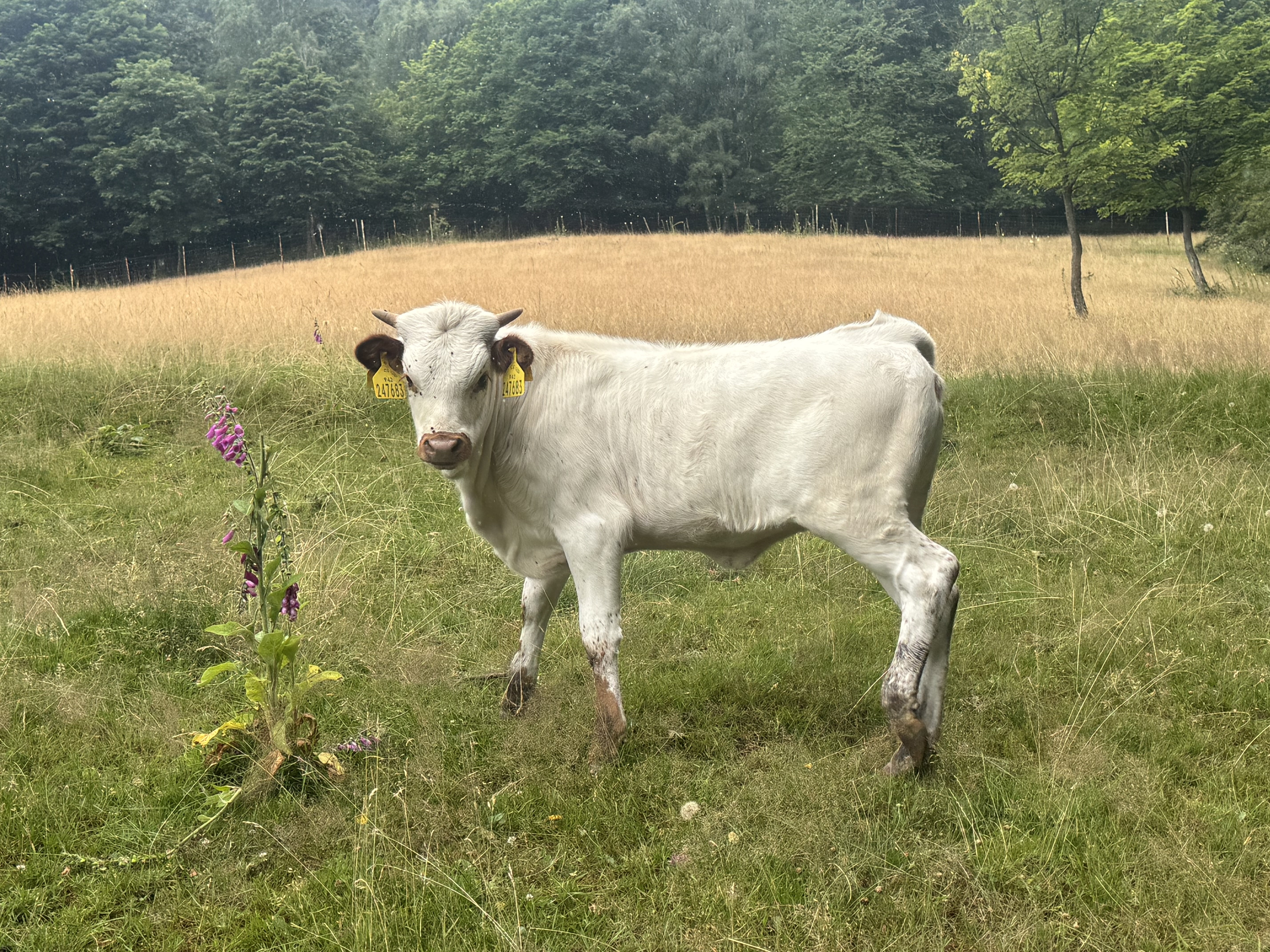 Texas longhorn for sale — zdjęcie 1