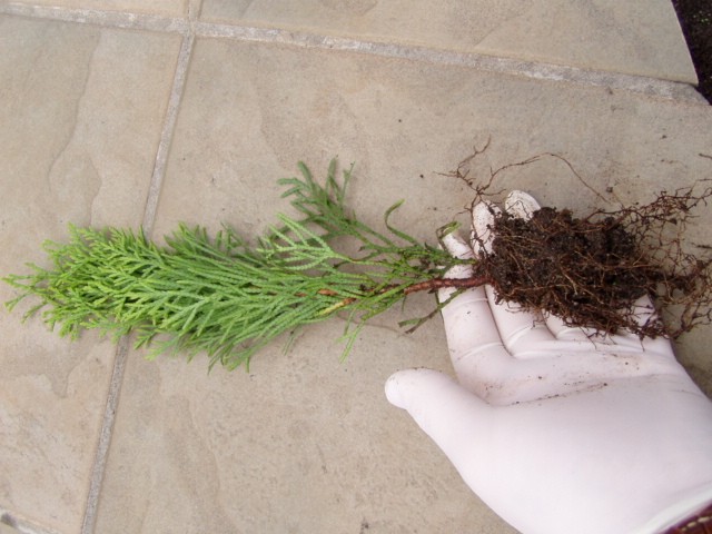 tuja smaragd thuja szmaragd